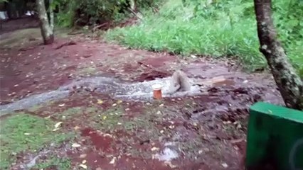 Vazamento de esgoto atinge Lago Municipal