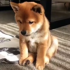 Gentil mignon chien !!