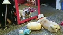 Découvrez l'attitude étrange de chien en face du mirroir !!