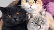 Très grande complicité entre ces trois chats !!
