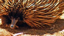 Echidna