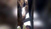 Quand des girafes viennent manger dans une voiture