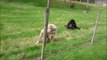 Ces singes Gibbon découvrent un hérisson et leur réaction est magique