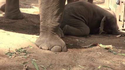 Ce bébé éléphant est vraiment flemmard et ne veut pas se lever