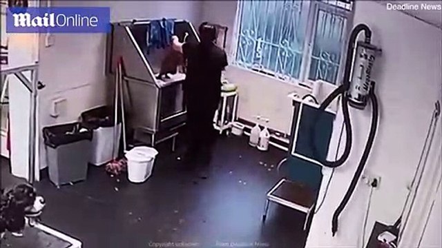 Une employée d'un salon de toilettage maltraite un chien