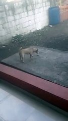 perro tomando cerveza,cafe y Ron