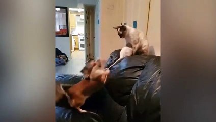 Un chien surveille que le chat ne mange pas le rat !