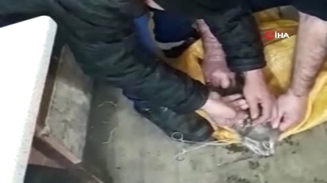 Köpeklerin Saldırdığı Kedi Sağlığına Kavuştu