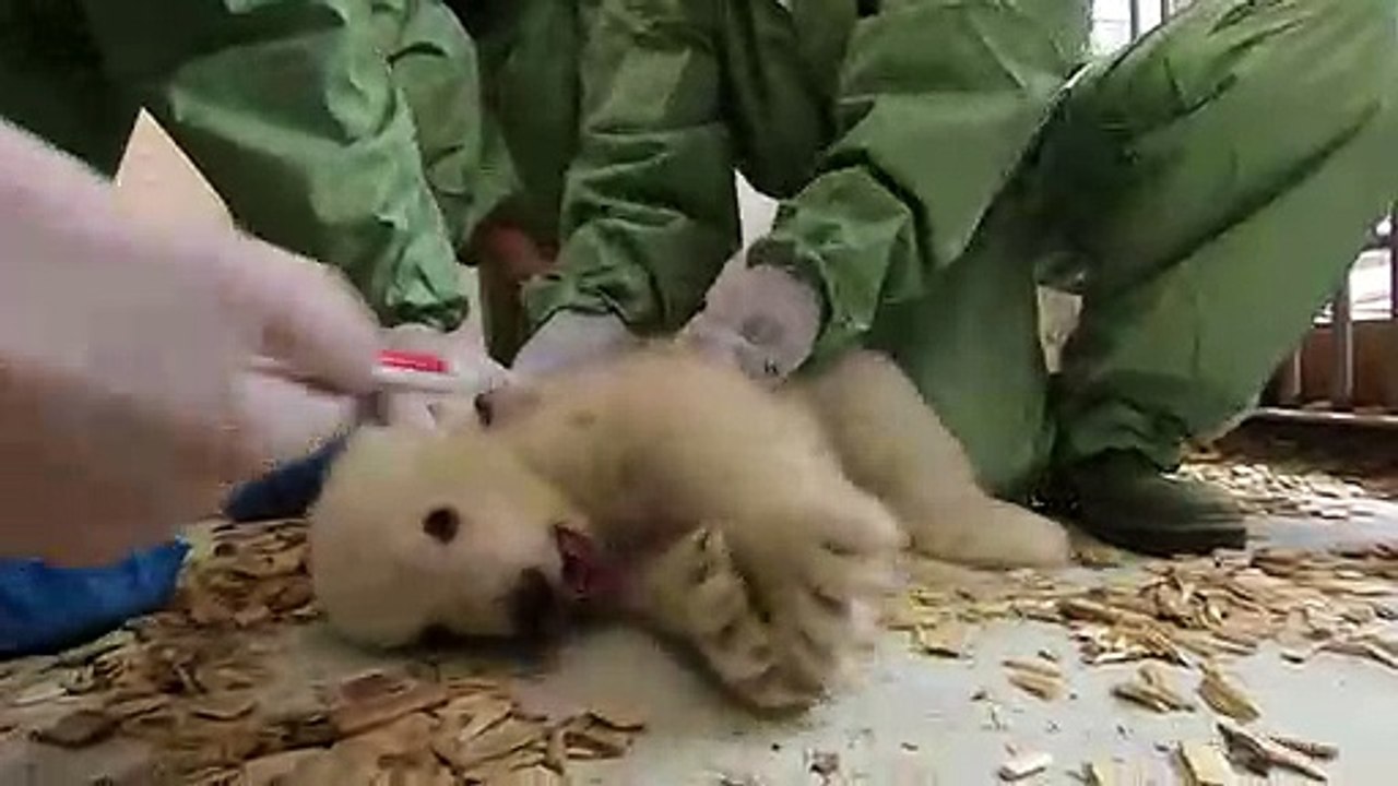 Eisbärnachwuchs in Berlin: Es ist ein Mädchen!