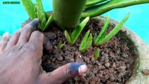how to grow aloe vera