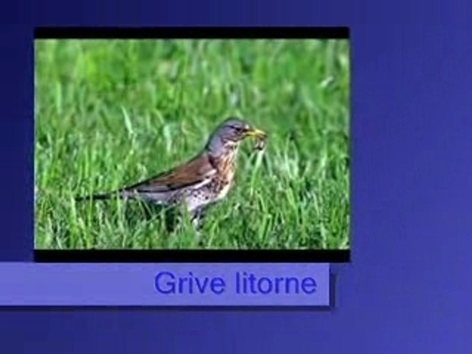 Grive litorne