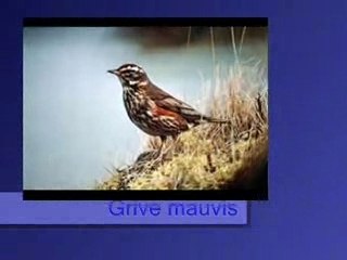 Grive mauvis
