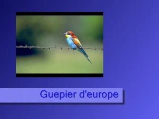 Guepier d'europe