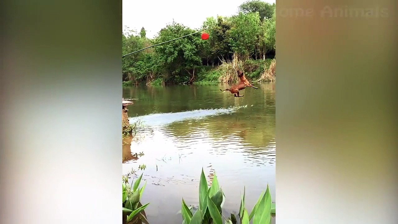 Try To Not Laugh 5