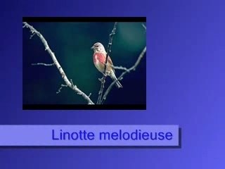 Linotte melodieuse