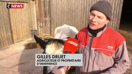 Скачать видео: Une vache Bleue du Nord star du Salon de l'Agriculture