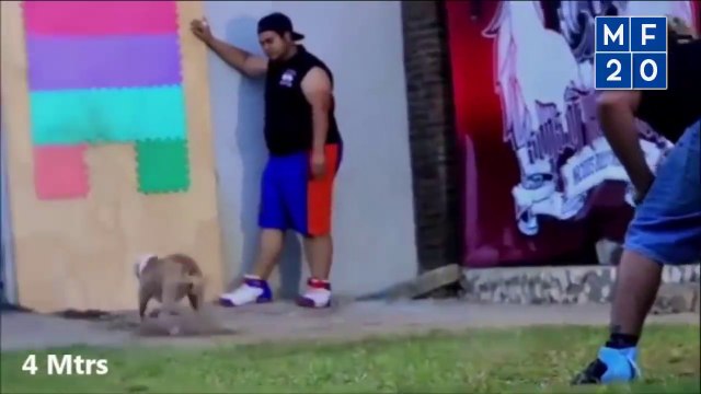 Pitbull Dogs - Well Trained and Disciplined Dogs