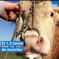 Malinois, le taureau vendéen qui part au Salon de l'agriculture