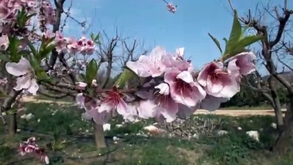 Meyve ağaçlarında renk cümbüşü - MERSİN