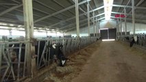Aksaray Devlet Desteğiyle Günde 3 Ton Süt Üretiyor
