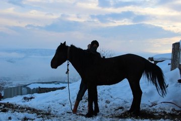 Terk Edilen At ve Eşekler Koruma Altına Alındı