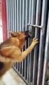 Vidéo insolite : Par amour, ce chien va libérer son amie ...