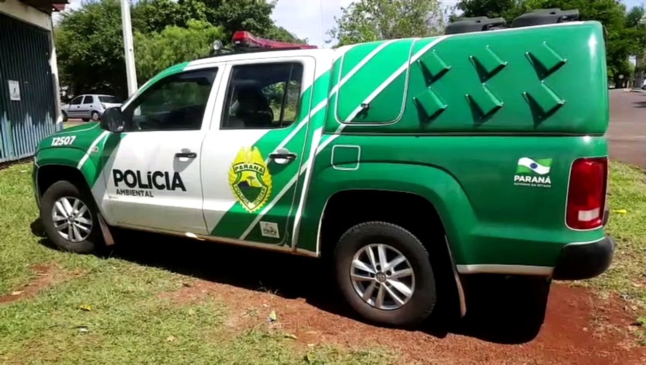 Polícia Ambiental apreende pássaros silvestres no Pioneiros Catarinenses