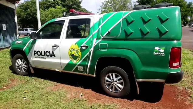 Polícia Ambiental apreende pássaros silvestres no Pioneiros Catarinenses