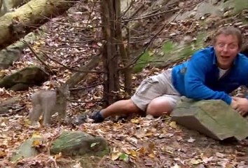 Wild Kratts - Gecko Effect