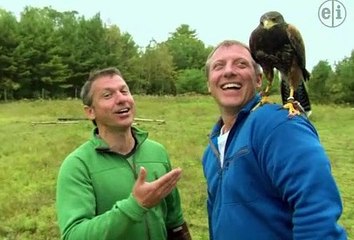 Wild Kratts - Raptor Round Up