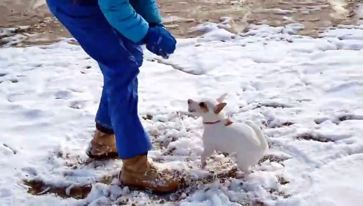 Ce chien devient fou en cherchant une balle.. en neige !
