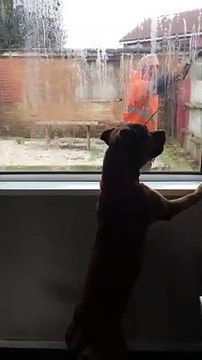 Ce chien devient fou face au Karcher