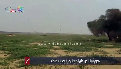 هجوم أسراب الجراد على الحدود المصرية وجهود مكافحته