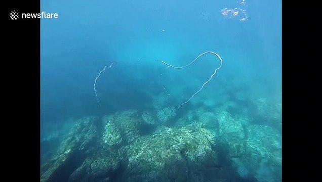 Mesmerising footage of bubble rings colliding in slow motion