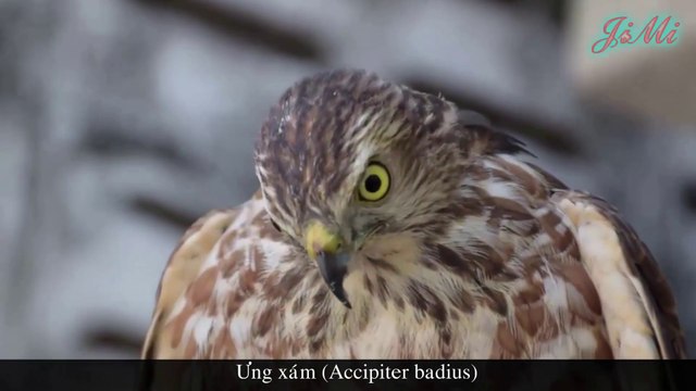 Ưng Xám Shikra Loài Chim Săn Mồi Nhỏ Bé Nhưng Rất Được Yêu Thích