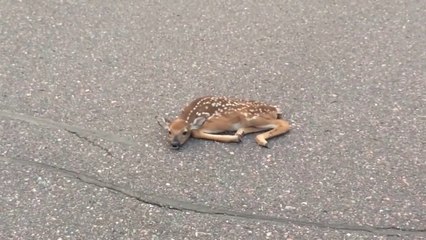 Il sauve un faon qui vient de naitre et se retrouve au milieu de la route