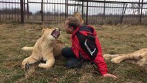 Ce dresseur sait parler aux lions... Petite conversation animale