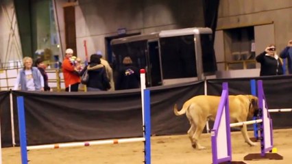 Vidéo drôle d'un chien lors d'un parcours d'agilité