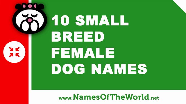 10 small breed female dog names - the best pet names - namesoftheworld.net