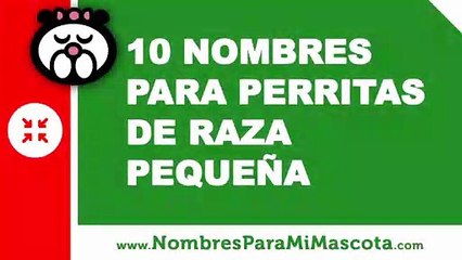 10 nombres para perritas de raza pequeña - nombres de mascotas - www.nombresparamimascota.com