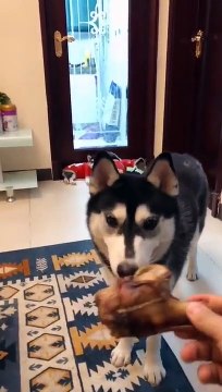 Ce chien préfère donner la nourriture à ses chiots plutôt que de manger