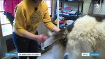Salon de l'Agriculture : Rosco et Idem se préparent au concours canin