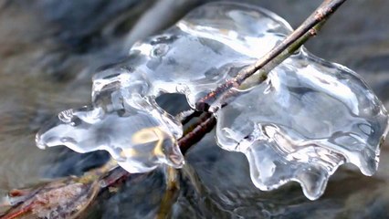 [영상] 봄의 전령사 / YTN