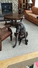 Un chien se gratte les pattes avant