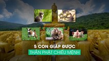 5 con giáp được Thần Phật chiếu mệnh, gặp dữ hoá lành, phúc phần vô biên