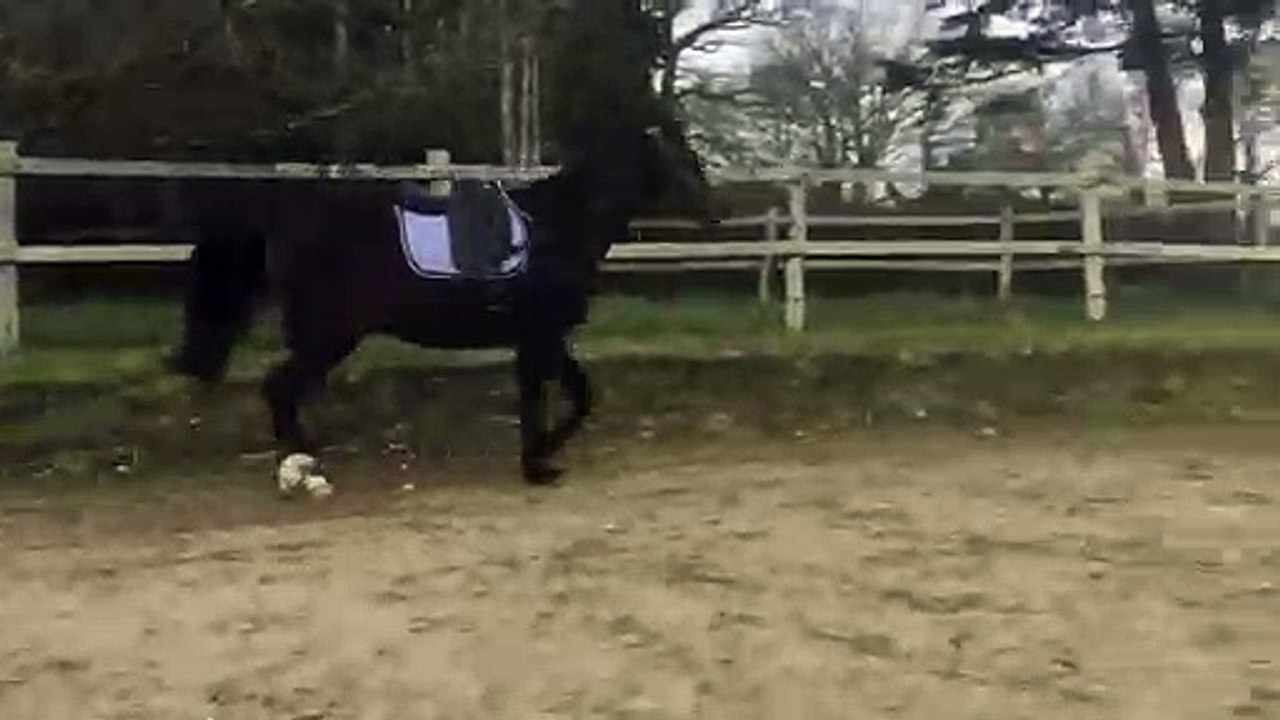 DJELF, février 2019, longe