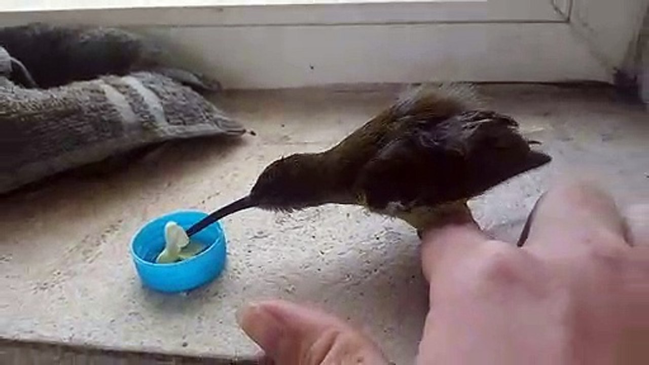 Feeding hummingbirds