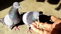 pigeons eats  food from hand. pigeons noirs mangent la nourriture de la main.