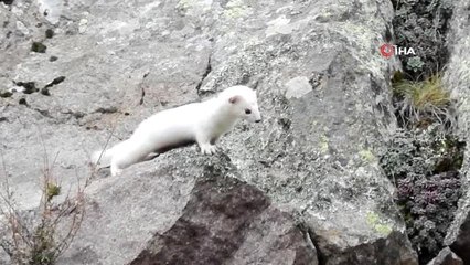 Beyaz Gelincik Tunceli'nin Ardından Gümüşhane'de de Görüntülendi