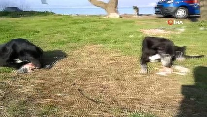 Bursa'da Mehmetçik'ten Örnek Davranış